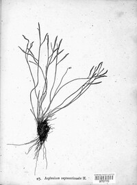 Asplenium septentrionale image